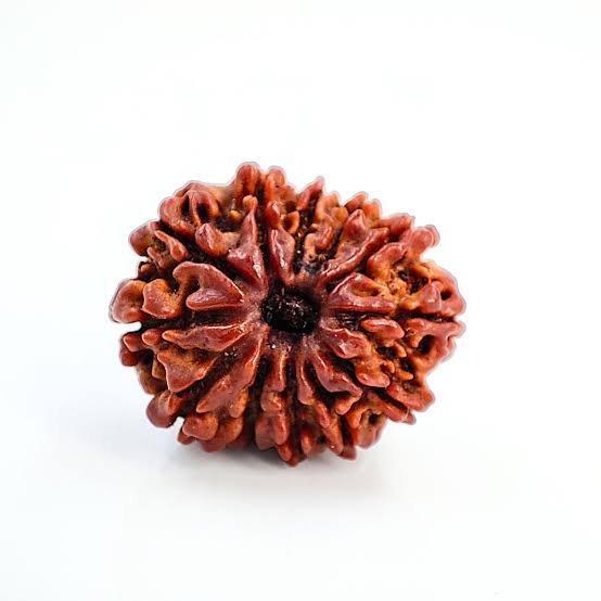 Rudraksha